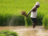 Paddy cultivation picks up as rains recede in Bihar, Odisha & Karnataka