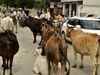 Centre mulling uniform policy for protection of stray cows