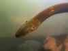 'New electric eel species produces strongest animal shock'