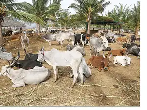 cow1_bccl