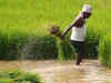 Paddy planting down by 2%, output likely to be down by 10-15%