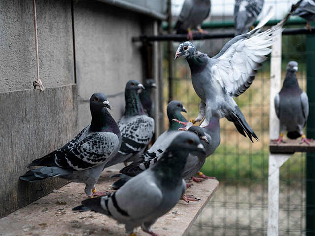Working with pigeons