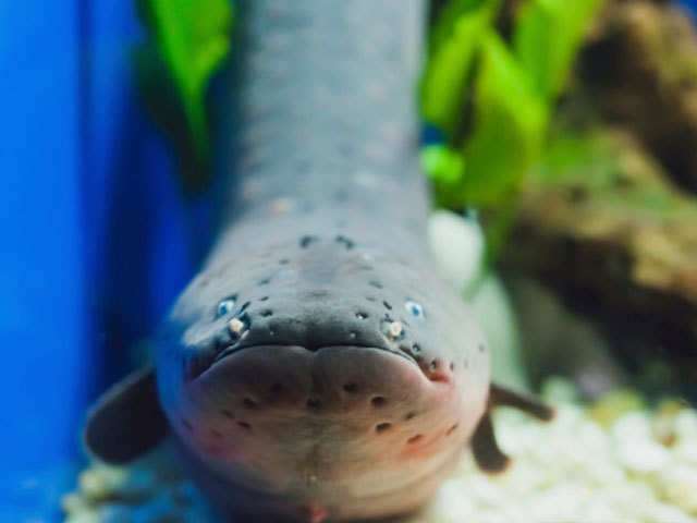 ​Understanding electric eel