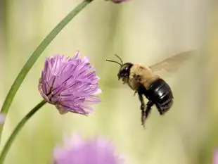 queen bees