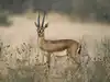 Vanishing species