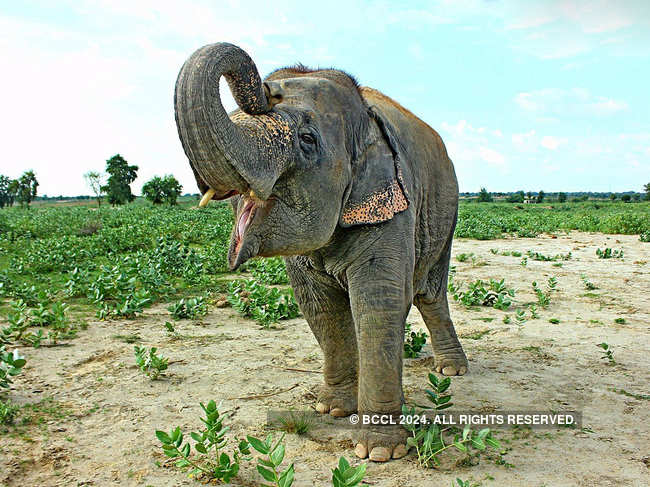 ?Elephant Laxmi was found ‘hidden’ on the banks of the Yamuna in Delhi, not far from where the police lost track of her.?