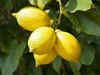 IG International all set to import fresh lemons from Argentina
