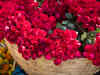 Roses, too, smell slowdown: Unpredictable weather results in 60% lower production