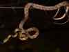 New snake species named after Uddhav Thackeray's son
