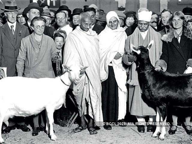 Gandhi’s goat