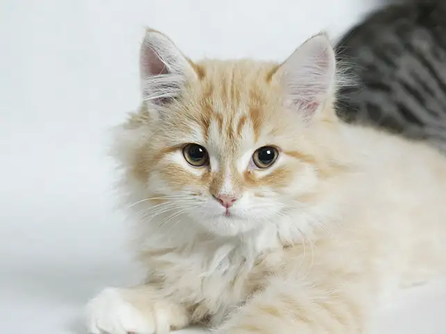 Cat1_getty