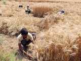 Govt proposes up to 7% increase in MSP for Rabi crops