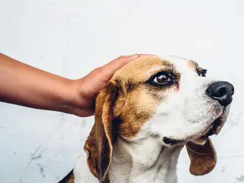 catalyst making dogs happy