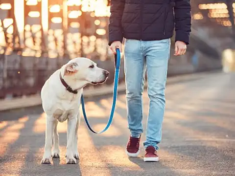 catalyst making dogs happy