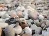 20% fail to hatch eggs