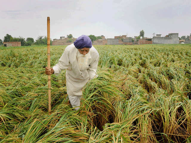 The future of winter-sown crops