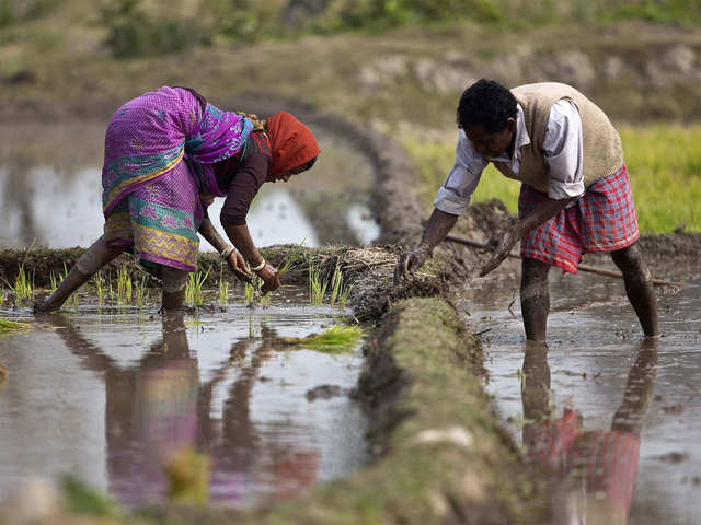 Many crops were affected?