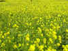 Agri Commodities: Soybean, mustard, guar gum rise in futures trade amid strong demand