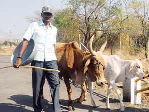 Cow BCCL