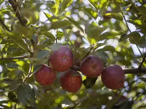 Indian chemical giant UPL bested by US upstart in fight over apples