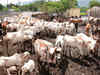 Livestock population up by 4.6%; cow count rises by 18%