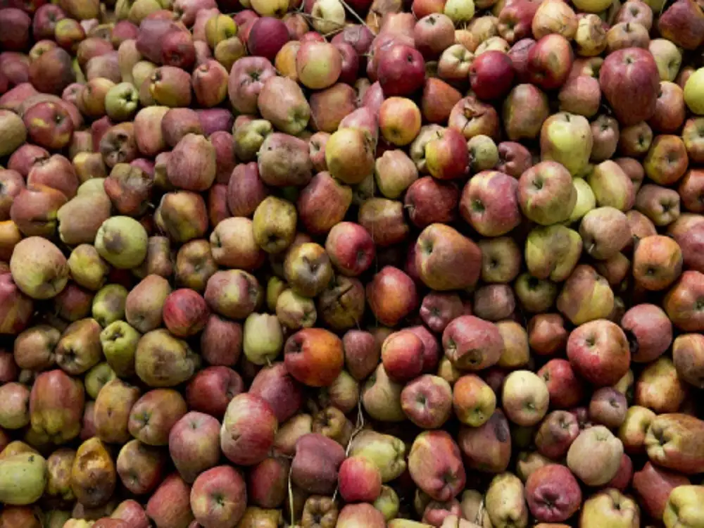 Flipboard Apple export from Kashmir dips by 1.35 lakh metric tonnes