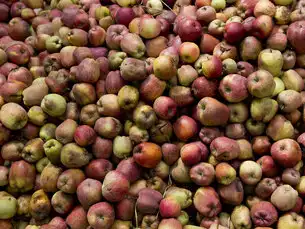 Apple economy latest casualty in strife-torn Kashmir