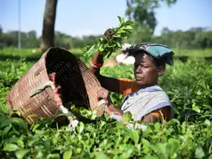 tea-growers-PTI