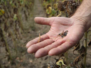 Sunflower seeds GETTY