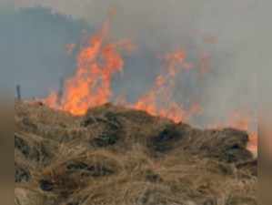 stubble burning