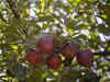 Bumper harvest in Jammu & Kashmir keeps apple prices low