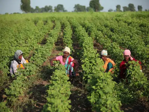 A whole new way of growing cotton A whole new way of growing cotton