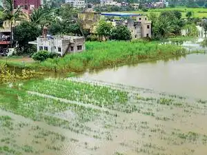 rain-fields