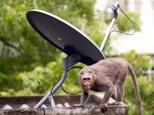 Dish-TV bccl