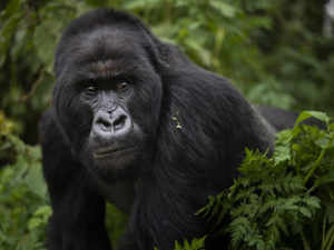 A silverback mountain gorilla named Segasira walks in the Volcanoes National Park, Rwanda AP