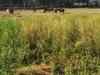 Agri commodities: Mustard seed, soya oil, coriander futures rise on spot demand