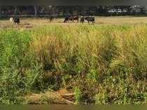 Mustard seed futures fall on low demand