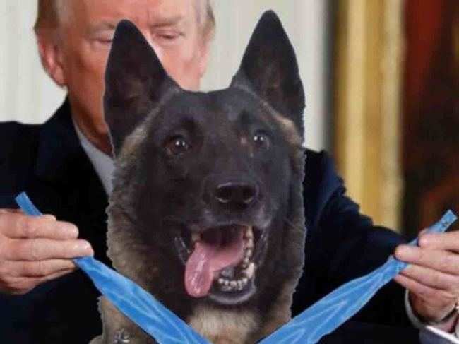 In a hilarious turn of events, President Donald Trump posted a picture of him giving a medal to the dog.