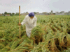 Basmati paddy price slides in India due to tepid global demand, higher output