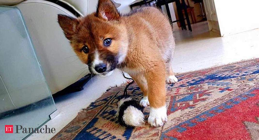 Dingo: Don't be fooled by the puppy eyes: This stray 'dog' is an  endangered, feral animal - The Economic Times