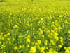 Agri Commodities: Soyabean, soya oil, mustard decline in futures market amid weak demand