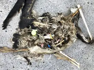 plastic sits in the decomposed carcass of a seabird on Midway Atoll in the Northwestern Hawaiian Islands AP