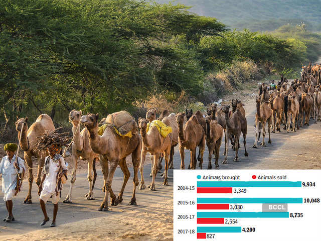 The decline in camel trade