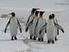 Emperor penguins marching towards extinction in a warming world: Study