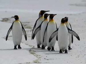 Penguin AFP