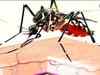 Mosquitoes flap wings not just to fly but also to 'flirt': Study