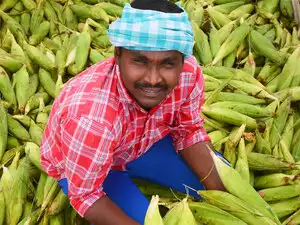 Maize---BCCL