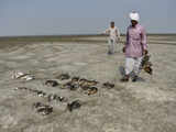 Thousands of migratory birds die mysteriously in Rajasthan's Sambhar Lake