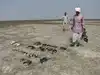 1500 birds, 10 species dead