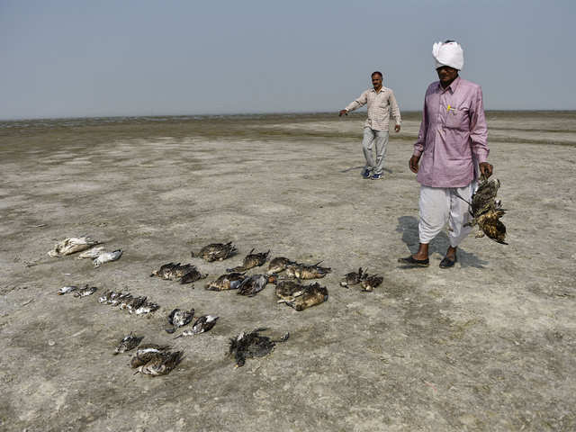 ​1500 birds, 10 species dead